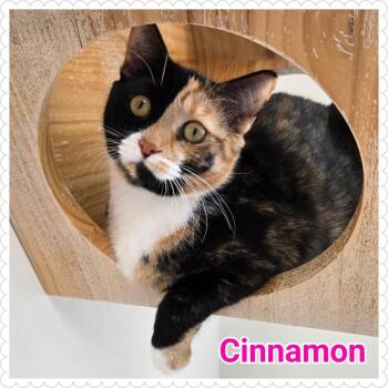 Domestic Short Hair Cats Available for Adoption - Cinnamon | PetCurious