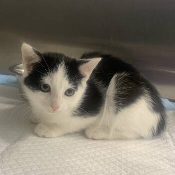 Rescue Domestic Short Hair Cats for Adoption in Greensboro, North Carolina - Bingus | PetCurious