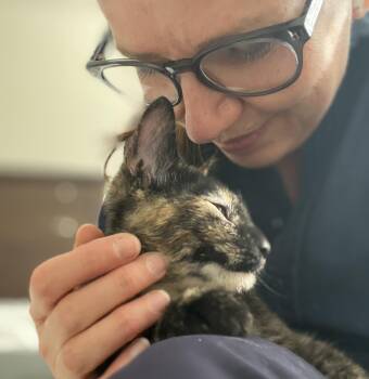 Domestic Short Hair Cats Available for Adoption in Fairfax, Virginia - Dancer And Prancer | PetCurious