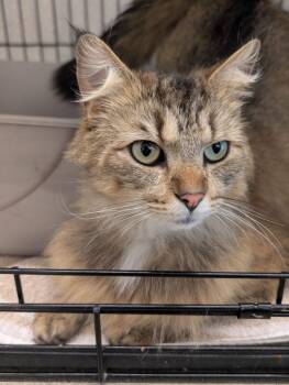 Wasabi (FIV) -  Norwegian Forest Cat and Domestic Long Hair Cat for Adoption in Portland, Oregon - Wasabi (FIV) | PetCurious