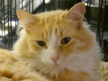 Rescue Domestic Long Hair and Tabby Cats for Adoption in Butte, Montana - Zip | PetCurious