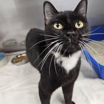 Eclipse -  Domestic Short Hair Cat for Adoption in Medfield, Massachusetts - Eclipse | PetCurious