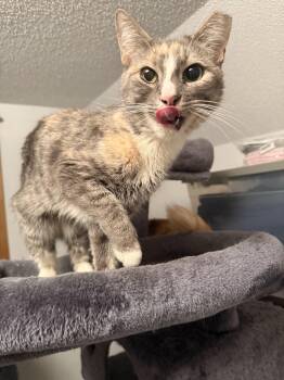 American Shorthair Cats Available for Adoption - Laverne | PetCurious