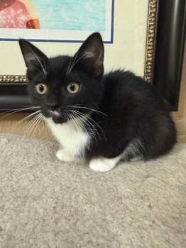 Chalupa Supreme KITTEN -  Domestic Short Hair Cat for Adoption in Rockaway, New Jersey - Chalupa Supreme KITTEN | PetCurious