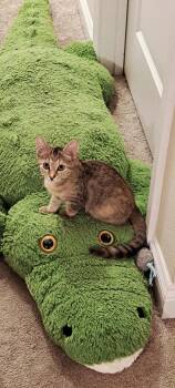 Rescue Domestic Short Hair Cats for Adoption in Jacksonville, Florida - Chicha =^.^= | PetCurious