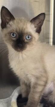 Domestic Short Hair and Siamese Cats Available for Adoption - Cleo | PetCurious