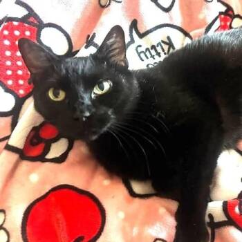Domestic Short Hair Cats Available for Adoption in Trophy Club, Texas - Salem | PetCurious