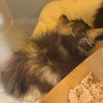 Tamarin -  Domestic Medium Hair Cat for Adoption in Norman, Oklahoma - Tamarin | PetCurious