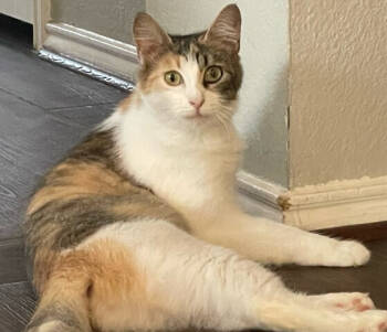 Rescue Calico and Domestic Short Hair Cats for Adoption in Richardson, Texas - Pizookie | PetCurious