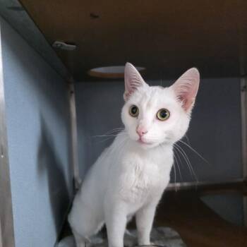 Domestic Short Hair Cats Available for Adoption - Icicle | PetCurious