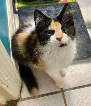 Calico Cats Available for Adoption in St. Cloud, Florida - Gabriella (Gabby) | PetCurious