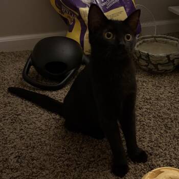 Flow -  Domestic Short Hair Cat for Adoption in Columbia, Missouri - Flow | PetCurious