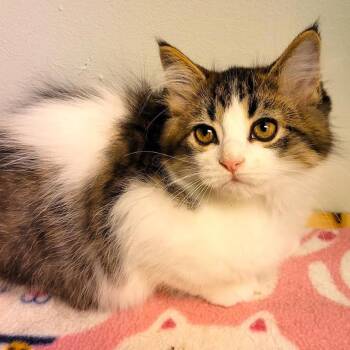Lemon-Up -  Domestic Short Hair Cat for Adoption in South Elgin, Illinois - Lemon-Up | PetCurious
