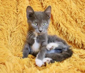 Tuxedo Cats Available for Adoption in St. Augustine, Florida - Jericho | PetCurious