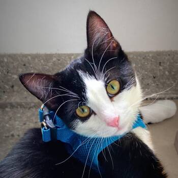 Laika -  Domestic Short Hair Cat for Adoption in Santa Fe, New Mexico - Laika | PetCurious