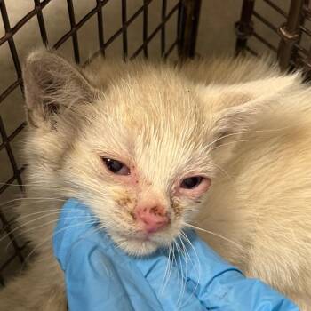 Domestic Short Hair Cats Available for Adoption in Yuma, Arizona - Bronco | PetCurious