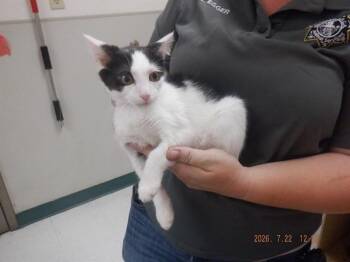 SHADOW -  Domestic Short Hair Cat for Adoption in Oroville, California - SHADOW | PetCurious