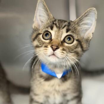 Thomas -  Domestic Short Hair Cat for Adoption in Los Angeles, California - Thomas | PetCurious