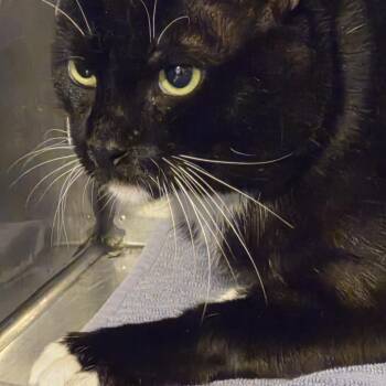 Kilmartin vinic -  Domestic Short Hair Cat for Adoption in Natick, Massachusetts - Kilmartin Vinic | PetCurious