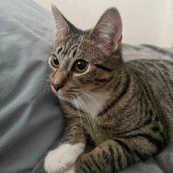 Rescue American Shorthair Cats for Adoption in Port Chester, New York - Bitsy | PetCurious