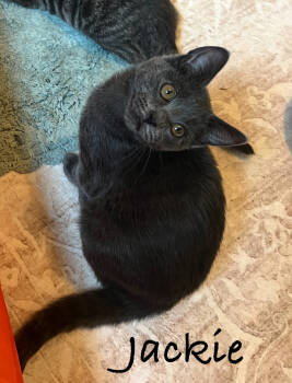 Rescue Domestic Short Hair and Tabby Cats for Adoption in Dallas, Texas - Jackie | PetCurious