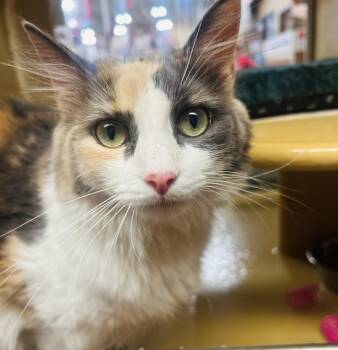 Fifi -  Domestic Long Hair Cat for Adoption in Fairfax, Virginia - Fifi | PetCurious