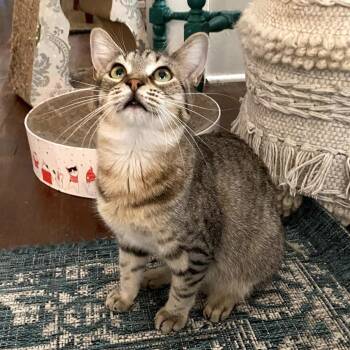 Crumb -  Domestic Short Hair and American Shorthair Cat for Adoption in Houston, Texas - Crumb | PetCurious