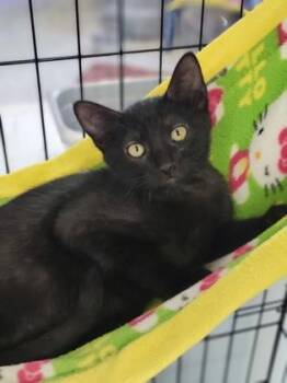 Rescue Domestic Short Hair Cats for Adoption in Baton Rouge, Louisiana - Kiwi | PetCurious