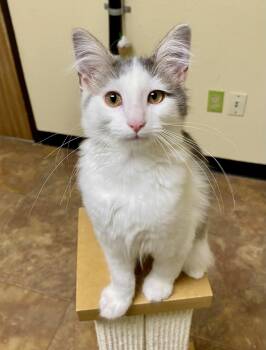 Donald -  Domestic Long Hair Cat for Adoption in Fargo, North Dakota - Donald | PetCurious