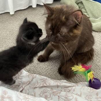 Lizzy & Affogato -  Domestic Short Hair Cat for Adoption in Waltham, Massachusetts - Lizzy & Affogato | PetCurious