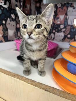 Sugar -  Domestic Short Hair and Tabby Cat for Adoption in Acworth, Georgia - Sugar | PetCurious