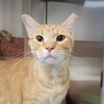 Slim Jim -  Domestic Short Hair Cat for Adoption in Nashville, Indiana - Slim Jim | PetCurious