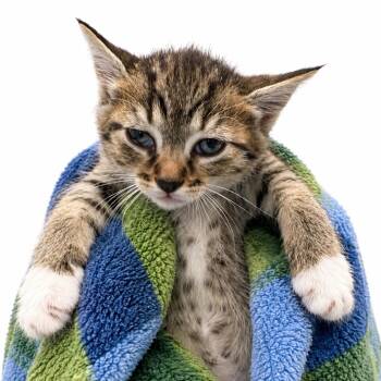 Xerox -  Domestic Short Hair Cat for Adoption in Columbiana, Alabama - Xerox | PetCurious