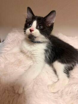 Wally -  Domestic Short Hair Cat for Adoption in Battle Creek, Michigan - Wally | PetCurious