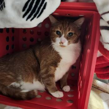 Domestic Short Hair Cats Available for Adoption - Skittles | PetCurious