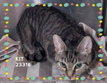 KIT -  Domestic Short Hair Cat for Adoption in Marietta, Georgia - KIT | PetCurious