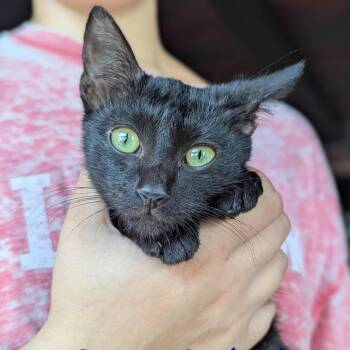 Rescue Domestic Short Hair Cats for Adoption in Melbourne, Kentucky - Fishstick | PetCurious