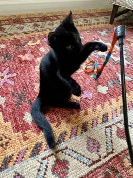 Neil -  Domestic Short Hair Cat for Adoption in Westland, Michigan - Neil | PetCurious