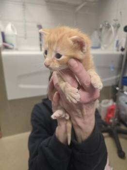 Domestic Short Hair Cats Available for Adoption in Easton, Maryland - RUSTY | PetCurious
