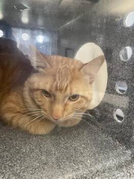 Domestic Short Hair Cats Available for Adoption - GEORGIE | PetCurious