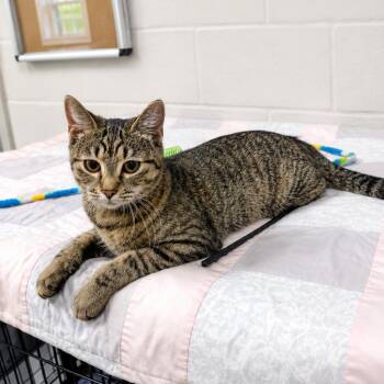 Bia -  Domestic Short Hair Cat for Adoption in Hopkinton, Massachusetts - Bia | PetCurious