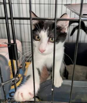 Tommy Atkins -  Domestic Short Hair Cat for Adoption in Detroit Lakes, Minnesota - Tommy Atkins | PetCurious