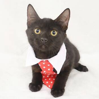 Rescue Domestic Short Hair Cats for Adoption in League City, Texas - Eclipse | PetCurious