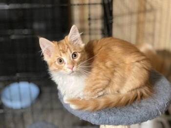 Zeke -  Domestic Short Hair Cat for Adoption in St. Peters, Missouri - Zeke | PetCurious