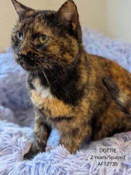 Domestic Short Hair Cats Available for Adoption - Dottie | PetCurious