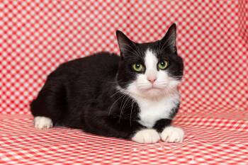 MILO -  Domestic Short Hair Cat for Adoption in Sandusky, Ohio - MILO | PetCurious