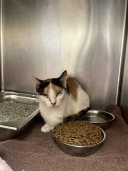 Domestic Short Hair Cats Available for Adoption in Hamilton Township, New Jersey - Rye | PetCurious