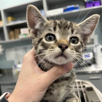 Domestic Short Hair Cats Available for Adoption in Greensboro, North Carolina - Sprouted Grain | PetCurious