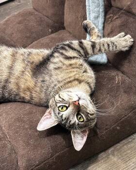 Kitsune (bonded with Tanuki) -  Domestic Short Hair Cat for Adoption in San Francisco, California - Kitsune (bonded With Tanuki) | PetCurious