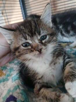 Domestic Medium Hair Cats Available for Adoption in Thatcher, Arizona - Lafayette | PetCurious